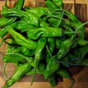 Shishito Pepper Seeds